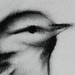 Tattoos - Birdy Charcoal - 38037
